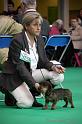 Crufts2011_2 669